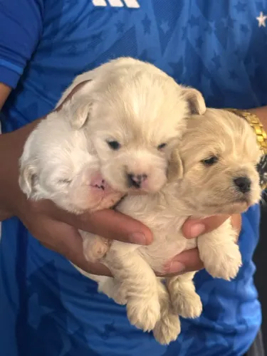 Lhasa apso