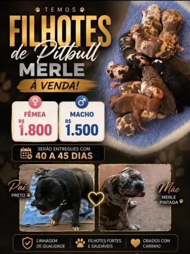 Cachorro Pit Bull merlle
