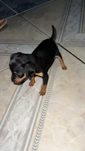 Cachorra pinscher pra vender