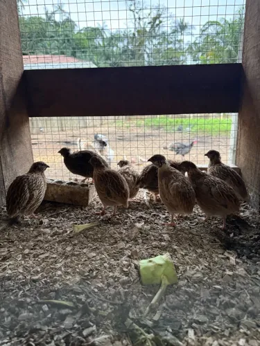 Codornas Japonesas Machos