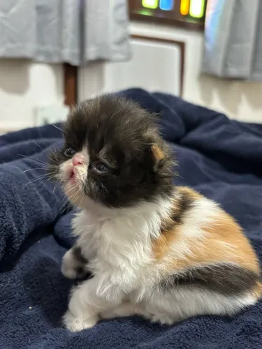 Gatinha persa