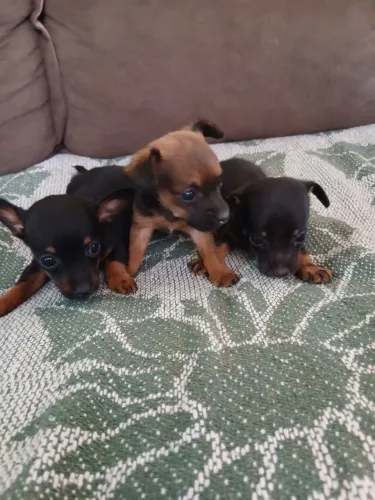 Vendo 3 filhotes Pinscher.