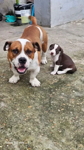  300 R$ Filhote American Bully e Decker huntig terrier 