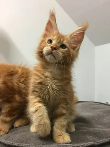 Maine Coon O Gigante Apaixonantes Filhotes 