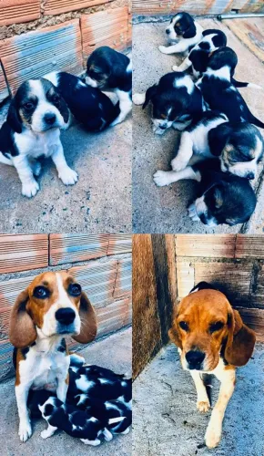 Vendo filhotes de Beagle. interessados chamar no WhatsApp *