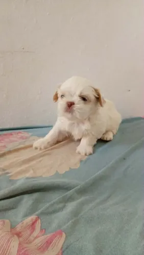 Shihtzu macho tenho femea também