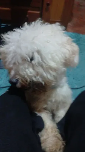 Vendo esse lindo poodle dócil 