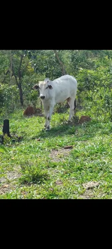 boi nelore, ponto de abate !