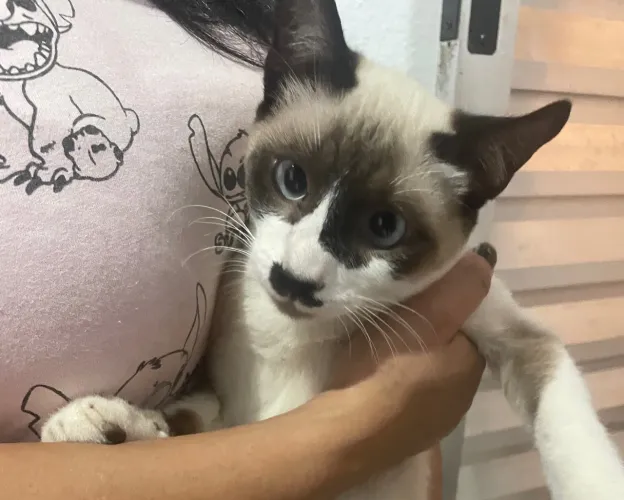 GATINHO LINDO DOACAO MACHO