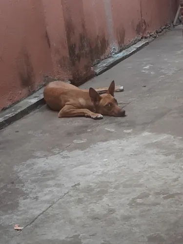 Cadela pra adoção