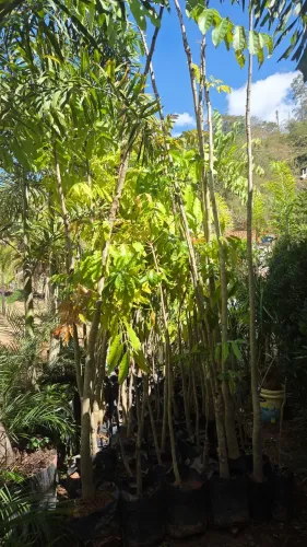 Mudas de mogno africano ,,diversos tamanhos .