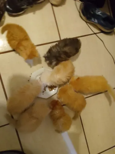Filhotes de gato persa