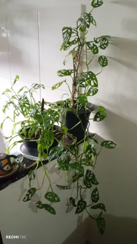 Plantas