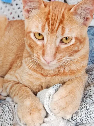Adoção Gato Macho 5 meses
