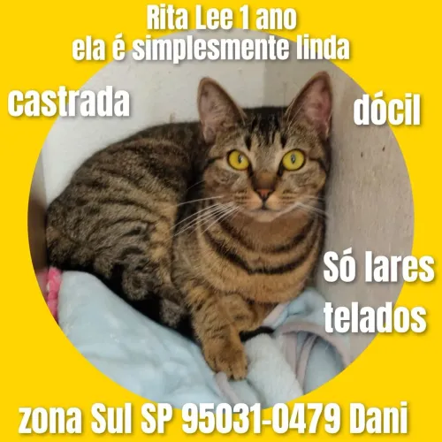 Gata castrada