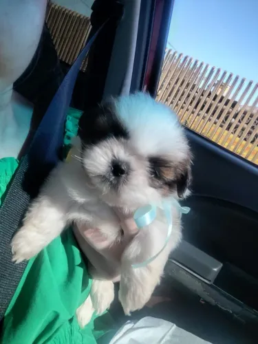 Shih-tzu Mini macho e fêmea
