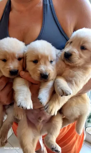 Filhote de Golden Retriever macho