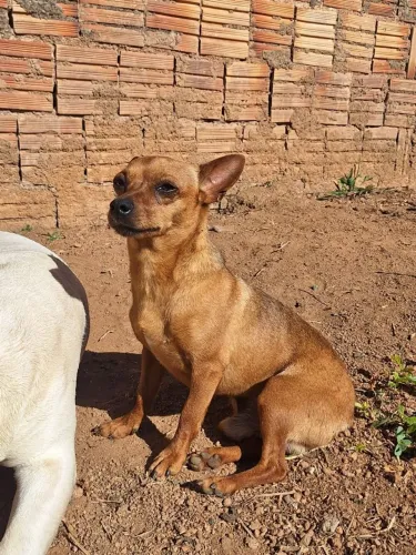 Pincher macho para doação