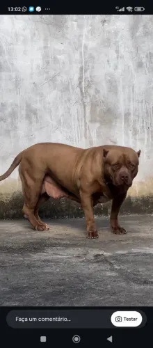 Pitbull fêmea