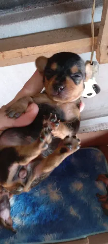Vendo uma pinscher (Fêmea) somente ela.