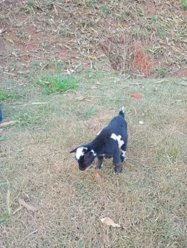 Mini cabra 