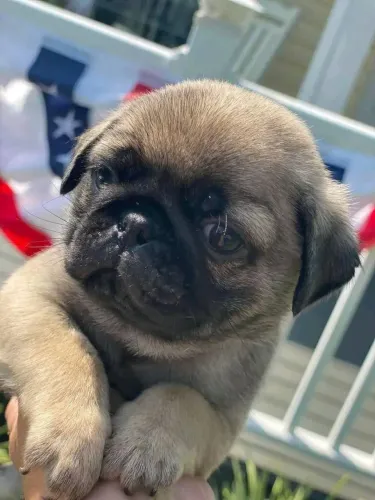 Pug Amor que late, corre e não te larga