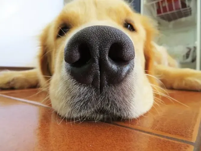 doa-se cachorro