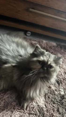 Gato Persa Fêmea 3 meses 