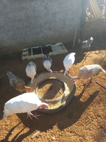 Venda de animais
