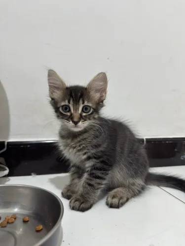 Adoção conjunta de 2 filhotinhos de gato