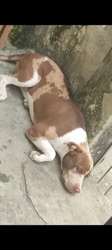 Vendo Pit monster