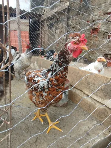 Galinha balão certaneja