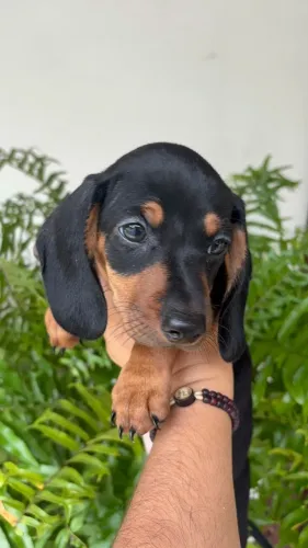 Linda femea dachshund preta com canela