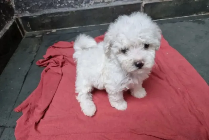 Lindas poodles micro para sua familia