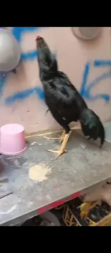 Estou vendendo frango de muita qualidade e bem cruzado zap * só chamar qualquer