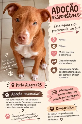 Doação de cachorrinha!