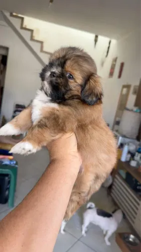 Shih-tzu vermifugado com 52 dias