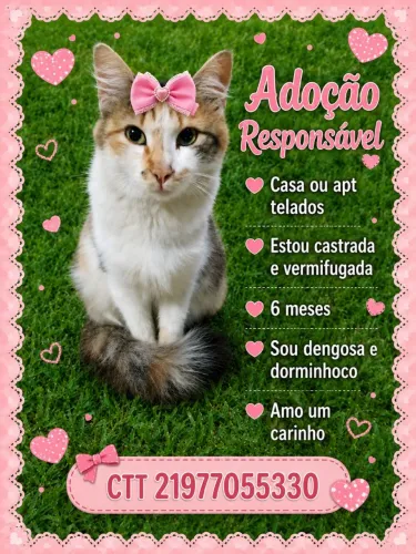 Gatinha pra adoção