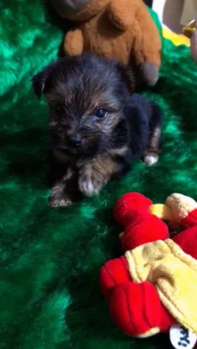 Filhotes de Yorkshire com 45 dias vermifugado e 1 dose de vacina apartir de 1000