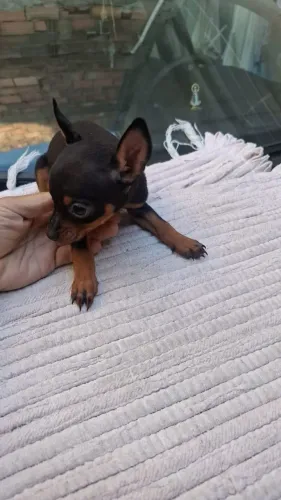 Pinscher fêmea e machinho zero bem pequeno já tá disponível pra y