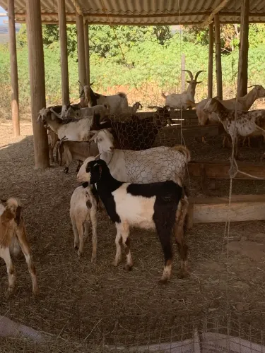 Cabras e bodes