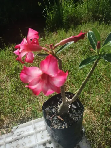 ROsa do deserto 20 reais