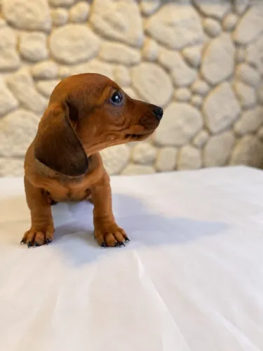 Dachshund