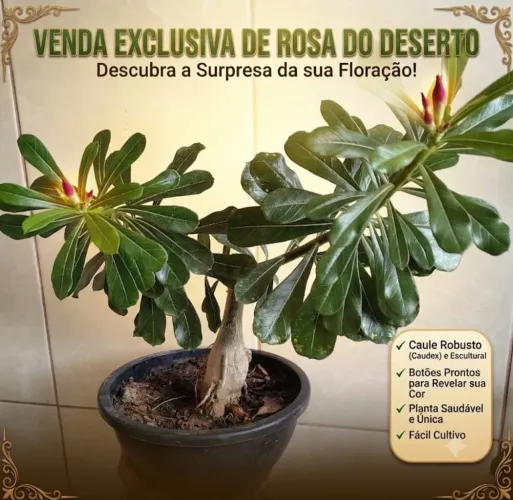 Rosa do deserto