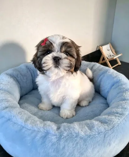 Shihtzu macho raça pura