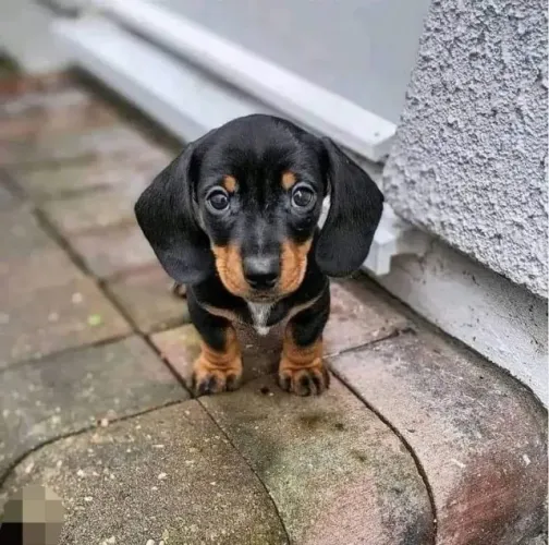 Dachshund Com Uma Simpatia Que Surge Naturalmente