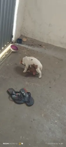 Doação de um doguinho
