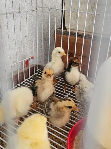 Pintinhos Serama
