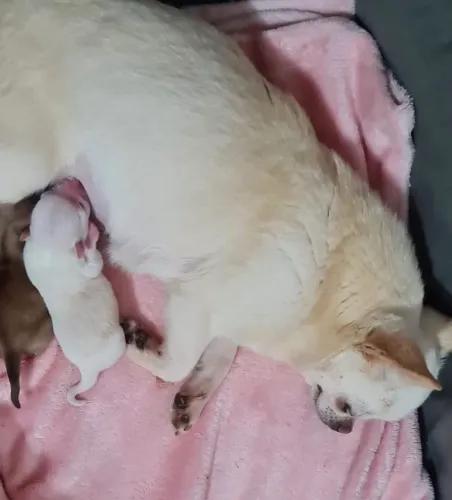 Chihuahua