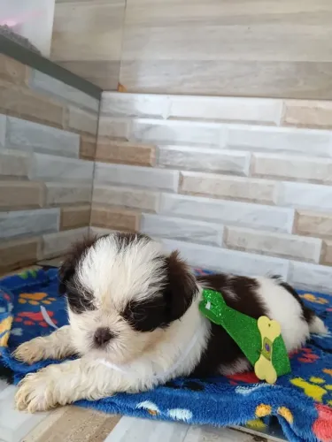 Filhotes de Shihtzu a venda